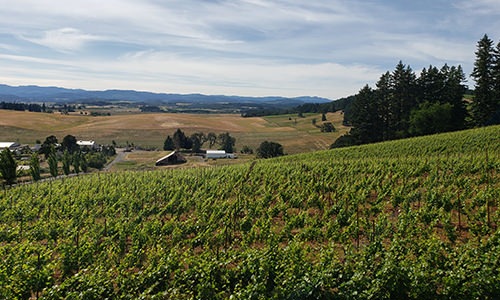 Large wine vineyard 